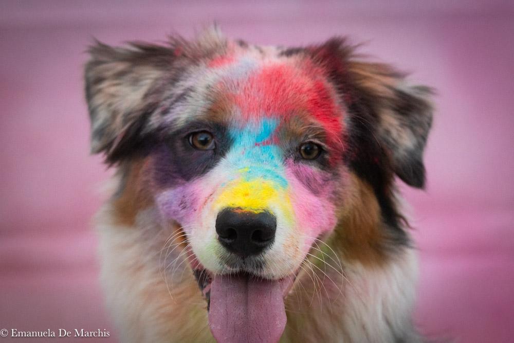 espertitalia_gallery_joybeachdogschool (1)