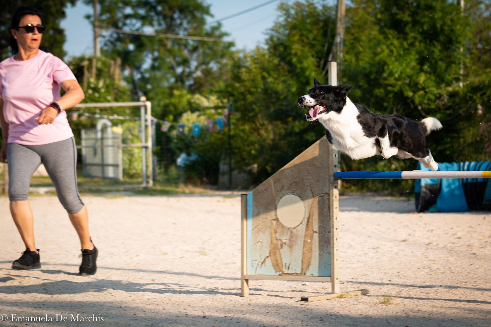 espertitalia_gallery_joybeachdogschool (2)