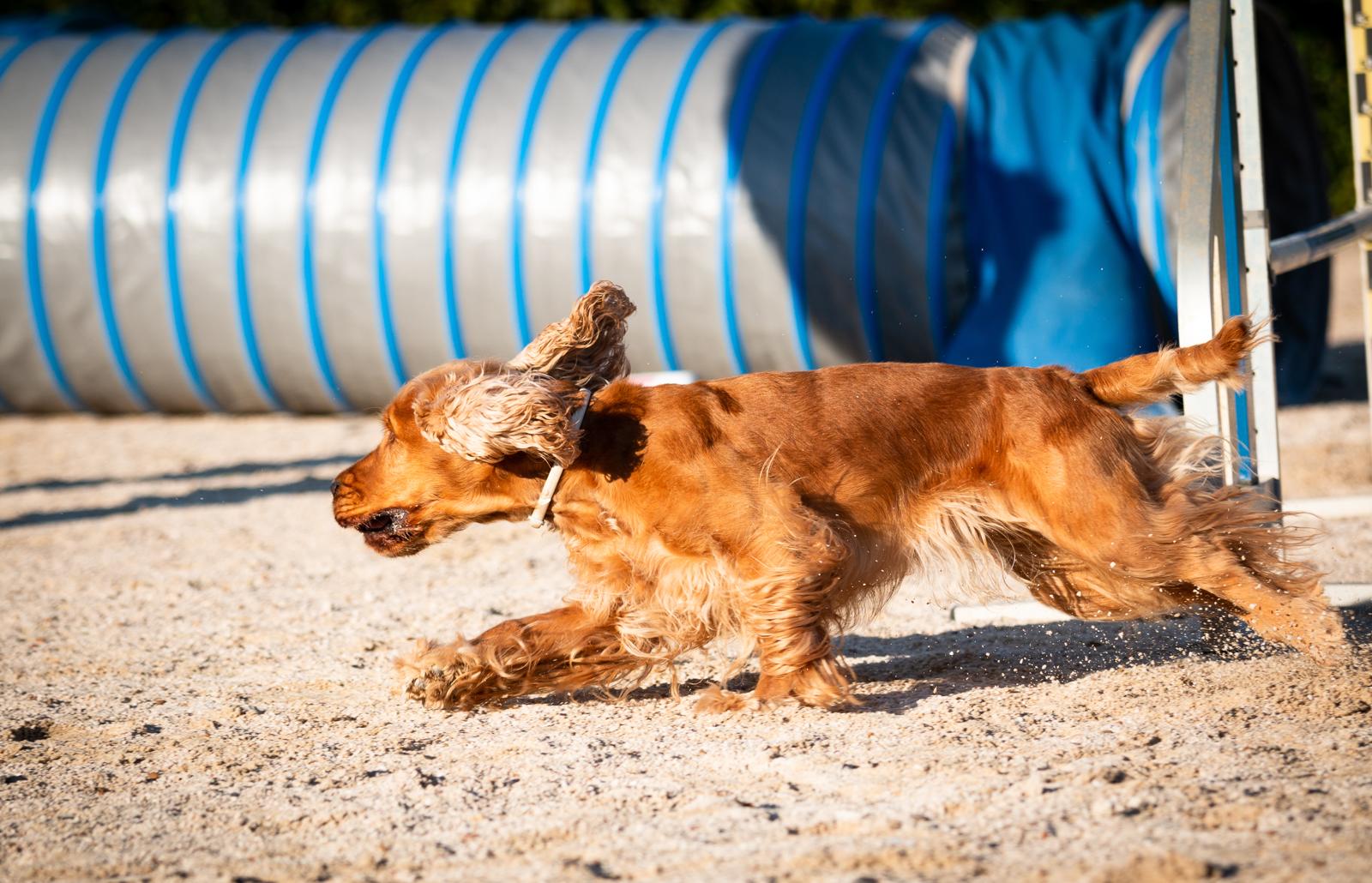 espertitalia_gallery_joybeachdogschool (4)