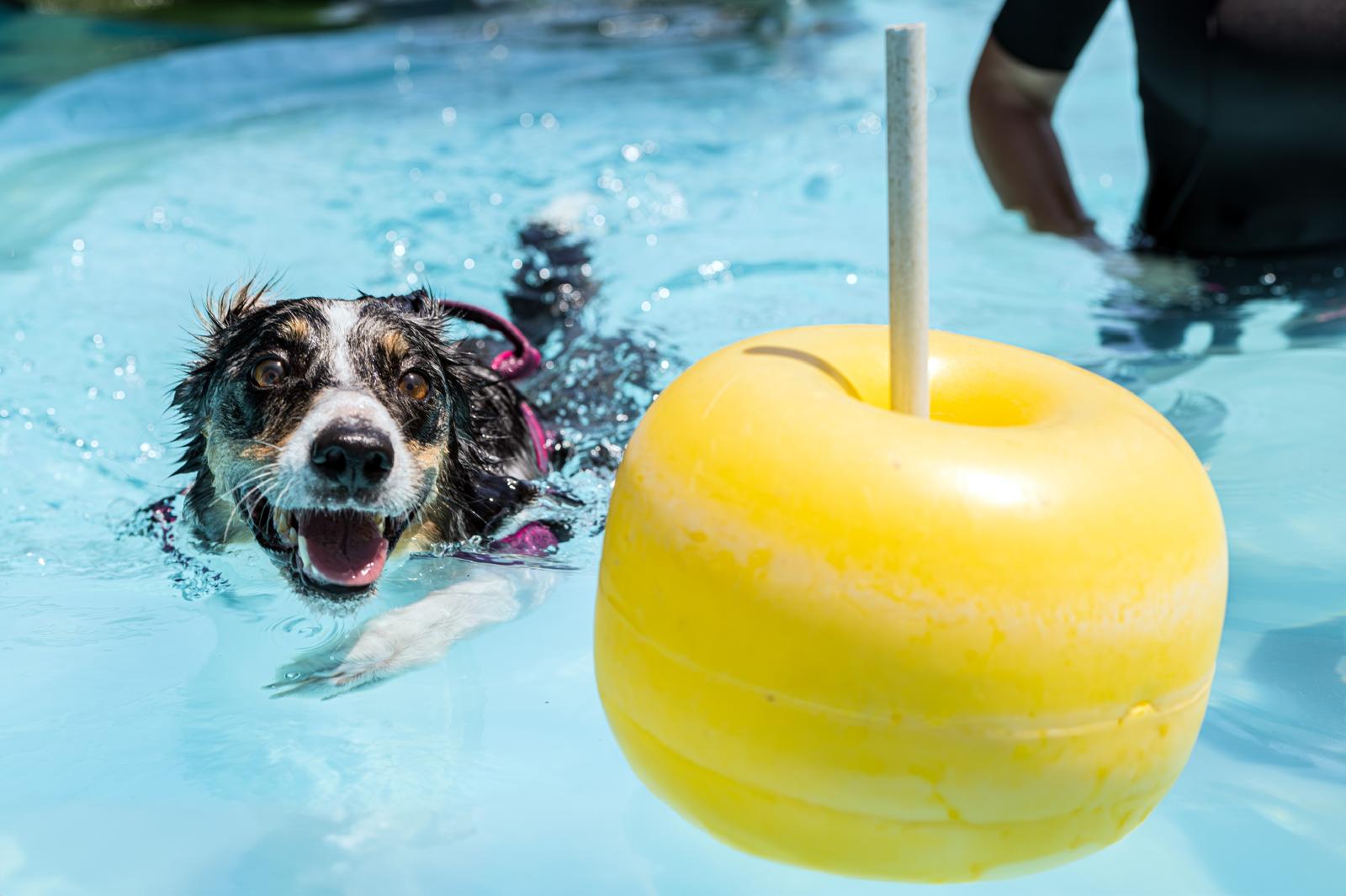 espertitalia_gallery_joybeachdogschool (5)