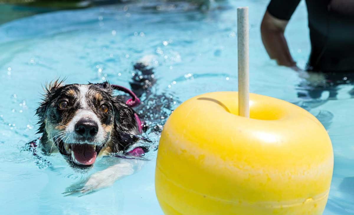 Scarlet Witch campionessa italiana di Splash dog. Terzo brevetto sport acquatici, ha conquistato numerosi podi in importanti competizioni in tutta Italia.