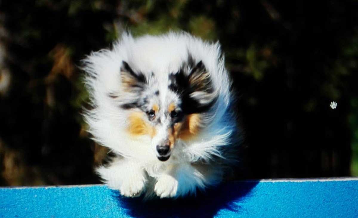 Rokkitassun azzurro detto Mou. Nazionale italiana FCI 2016 EO europeo con Cristina Gottaldi.