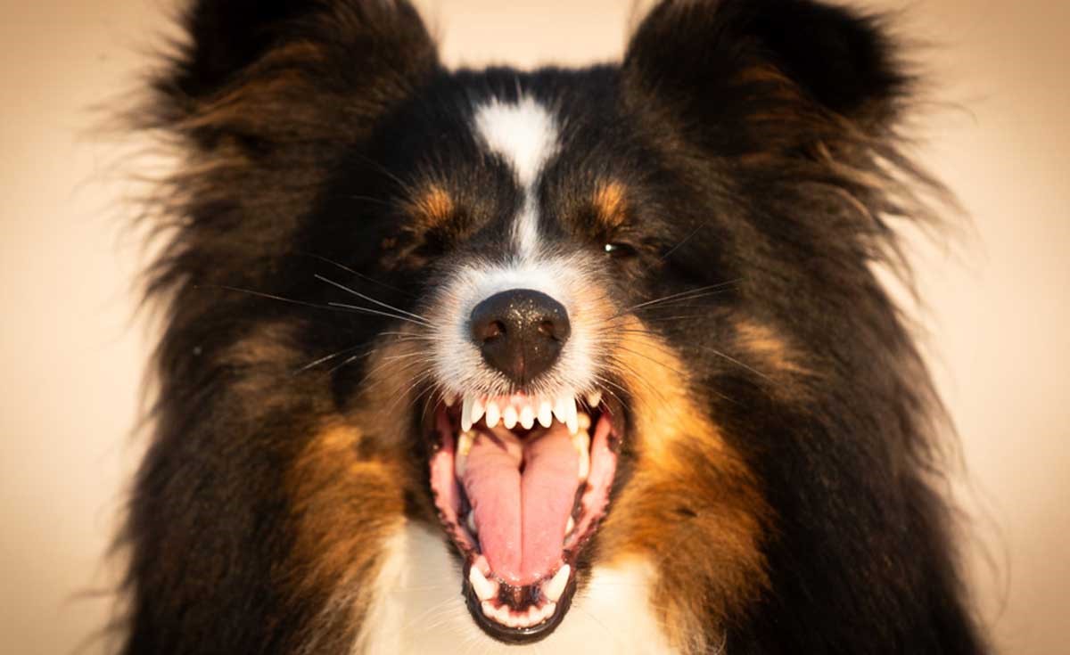 Rokkitassun Electric Shock. Terzo brevetto enci finali junores CSEN Cattolica 2023.