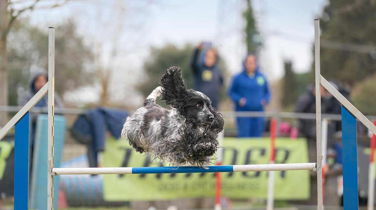 Francini's Lucy in the sky with diamonds terzo brevetto Agility dog. Finalista penthathlon CSEN 2022 e 2023. Campionessa regionale CSEN 2023.