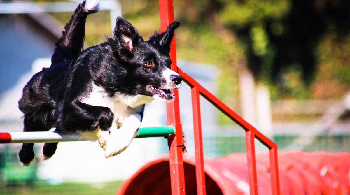 Zahre detta Ariel Terzo brevetto. Ha vinto importanti gare nazionali conquistando il primo posto per la sua straordinaria velocità e le sue competenze. Primo posto Biathlon finale CSEN Cattolica 2023.