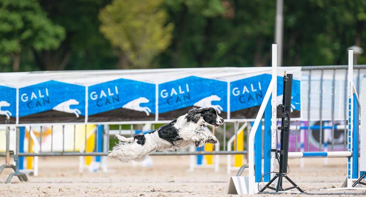 Francini's Miss Melody Campione Italiano Enci di Agility dog. Campione assoluto Cesen 2021. Nazionale Italiana per il World Agility open 2022 in Olanda, ha conquistato l'ottavo posto nella classifica mondiale. Ha conquistato numerosi Cac presso competizioni nazionali Enci.