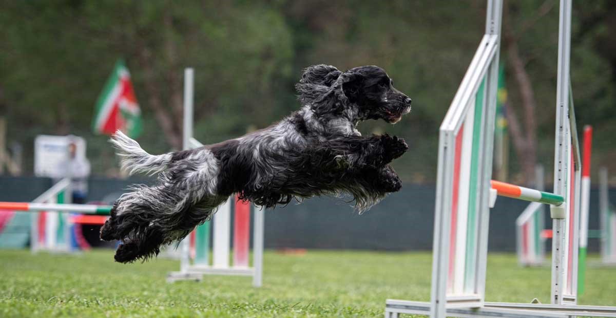 Francini's Vertigo detto Baloo, campione italiano Enci di agility Dog, ha conquistato decine di Cac in gare nazionali Enci. Ha partecipato a numerosi campionati Assoluti conquistando diversi quarti posti. Medaglia d'argento nella finalissima del prestigioso torneo Enci del 2017.